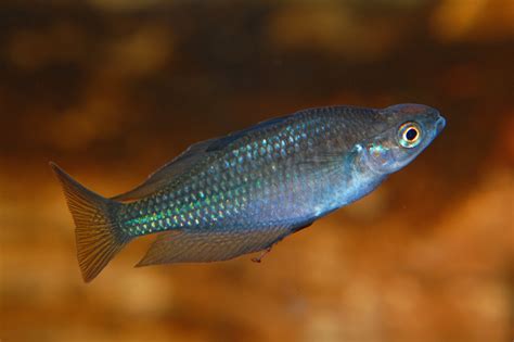 australian rainbow fish|Australian Rainbow Fish (Melanotaenia fluviatilis).